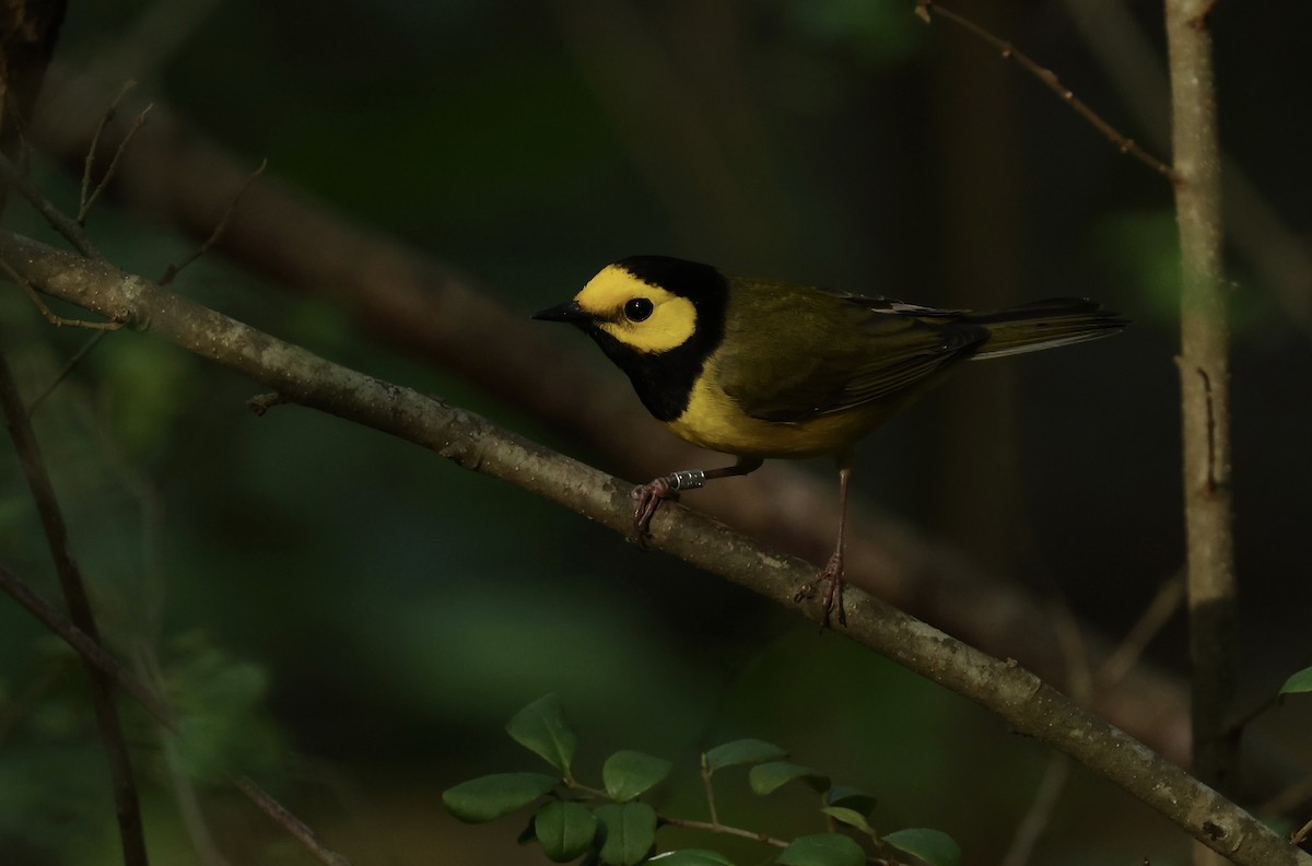 Hooded Warbler - Grace Simms  🐦‍⬛