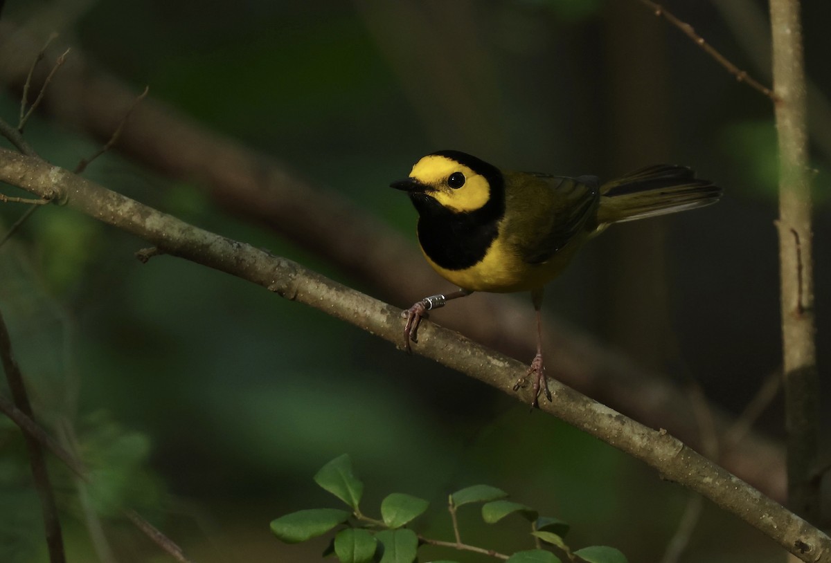 Hooded Warbler - Grace Simms  🐦‍⬛