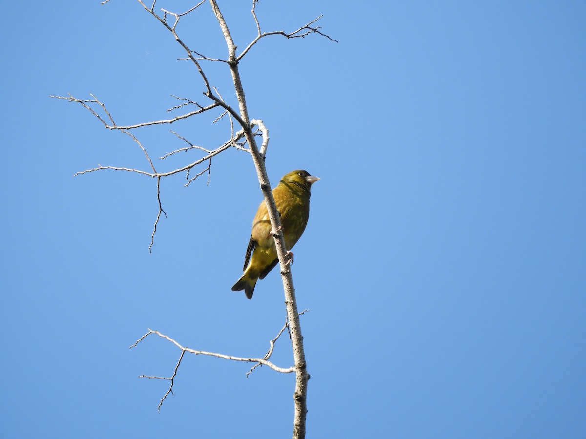 Oriental Greenfinch - Yutaka Ishizu