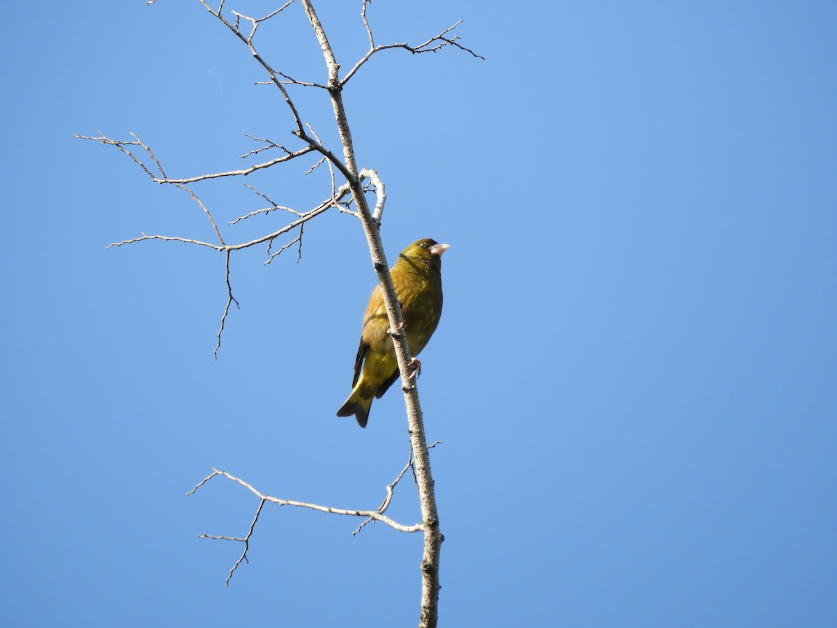 Oriental Greenfinch - Yutaka Ishizu