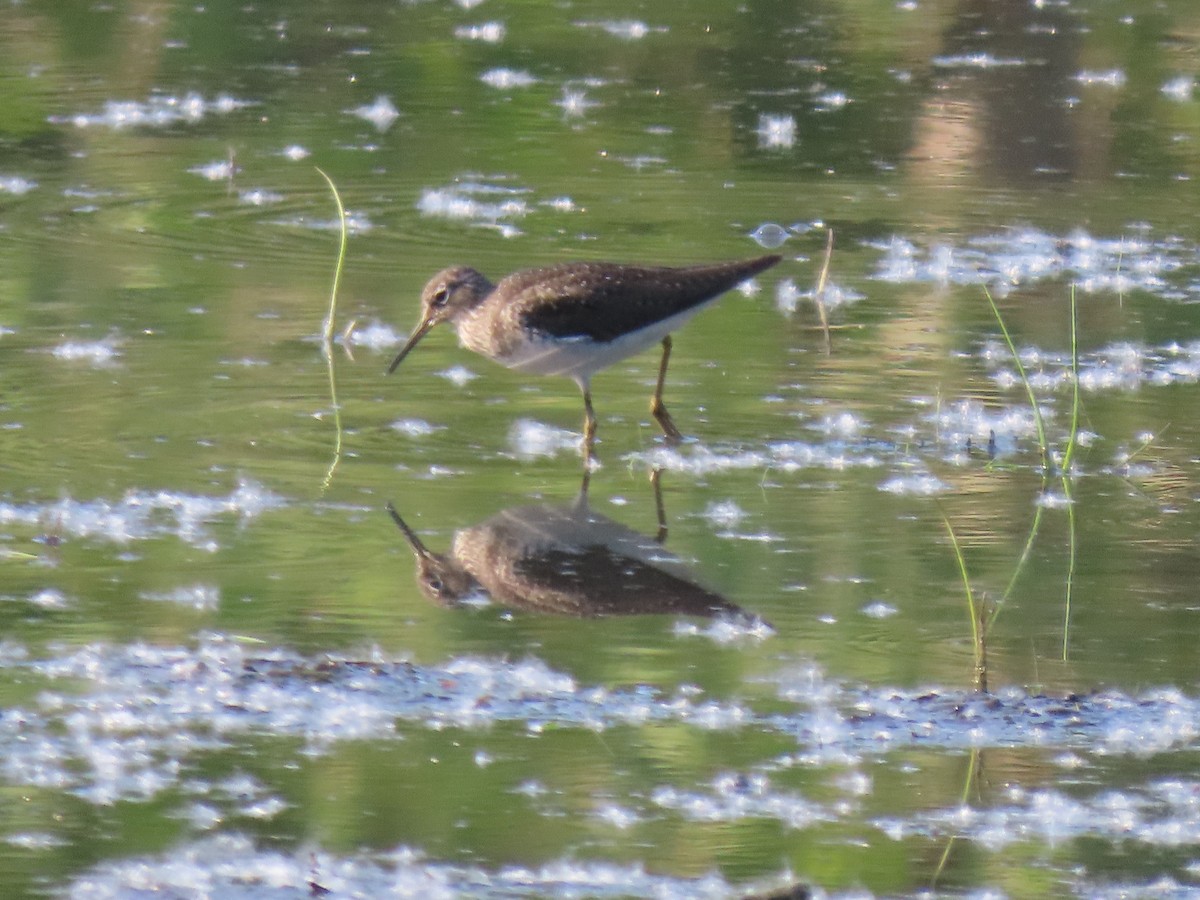 Solitary Sandpiper (solitaria) - Cindy Duranceau