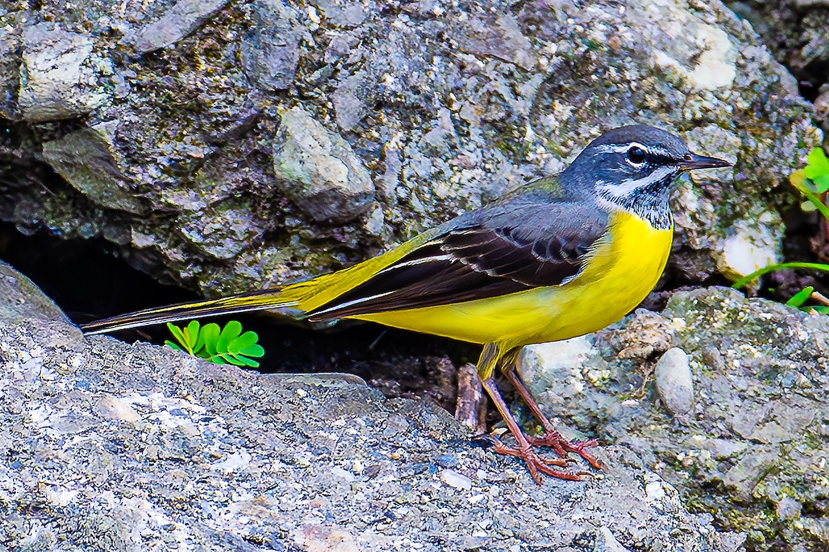 Gray Wagtail - Jack Volker