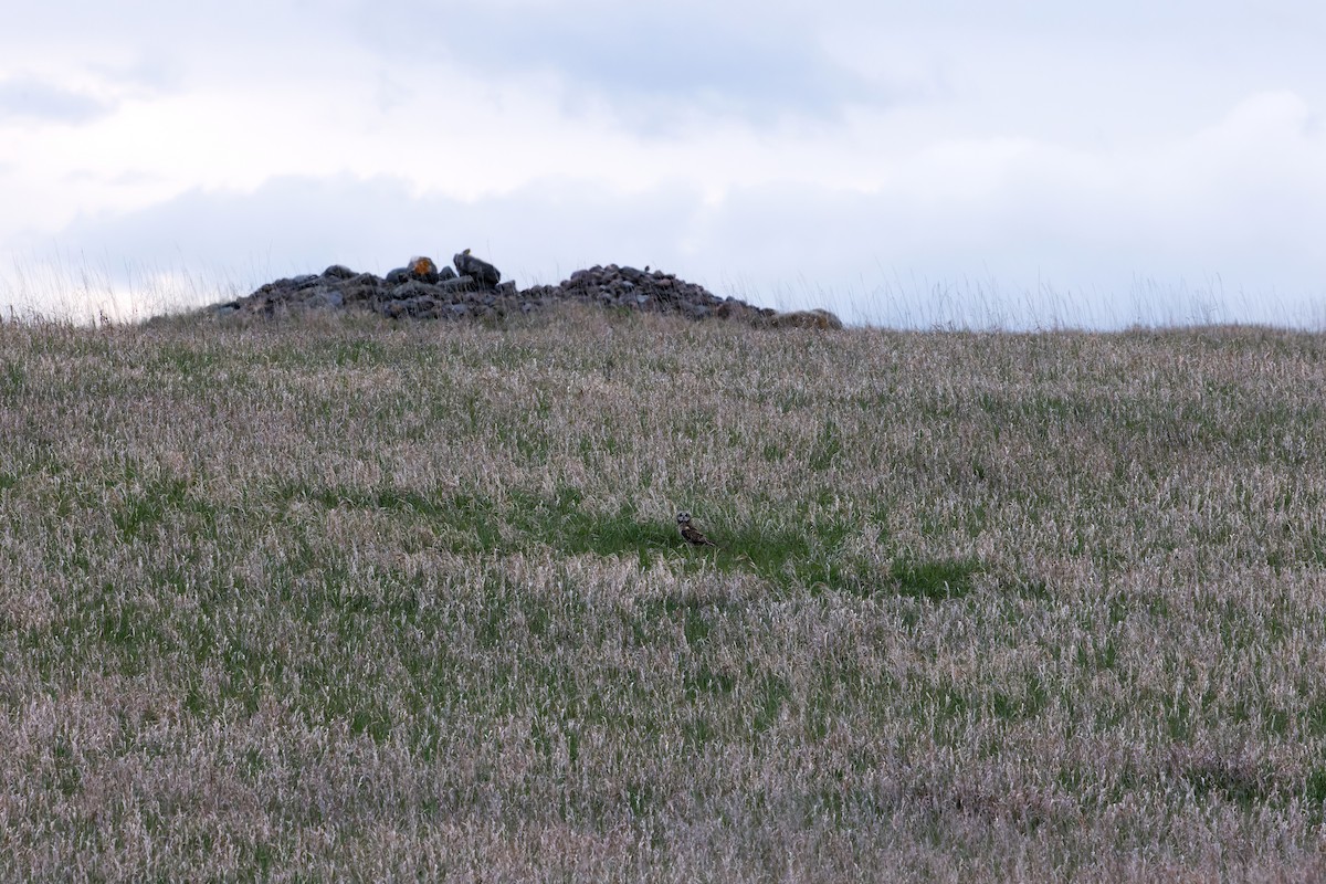 Short-eared Owl (Northern) - Braydon Luikart