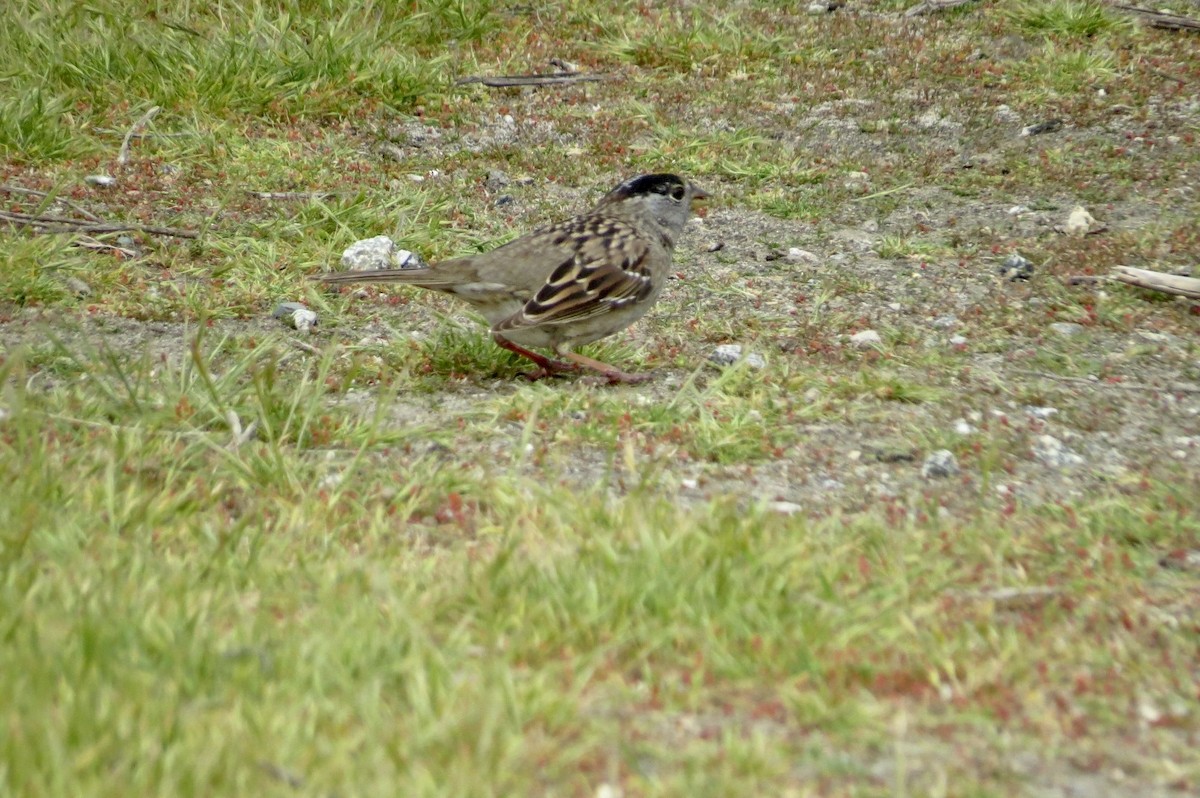 Golden-crowned Sparrow - Steve Mesick