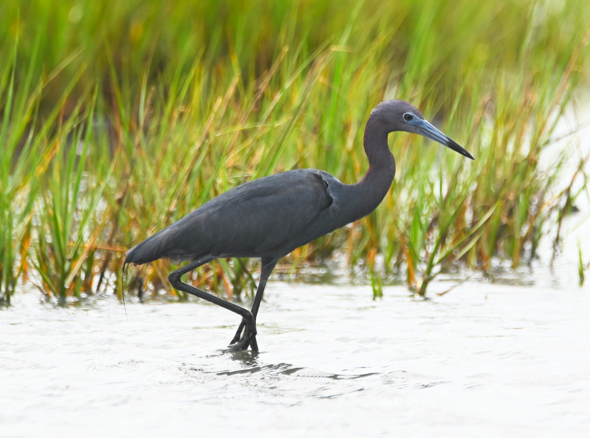 Little Blue Heron - Heather Buttonow