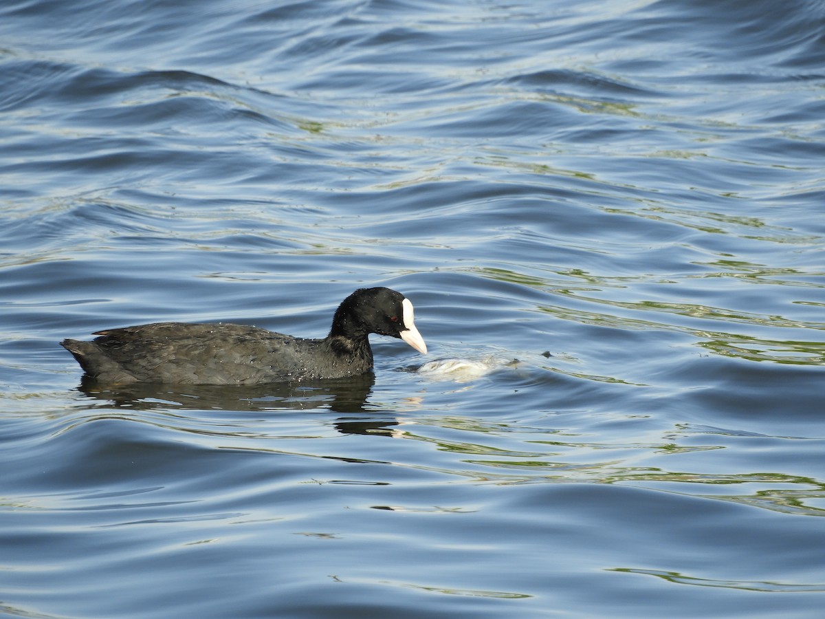 Eurasian Coot - Yutaka Ishizu