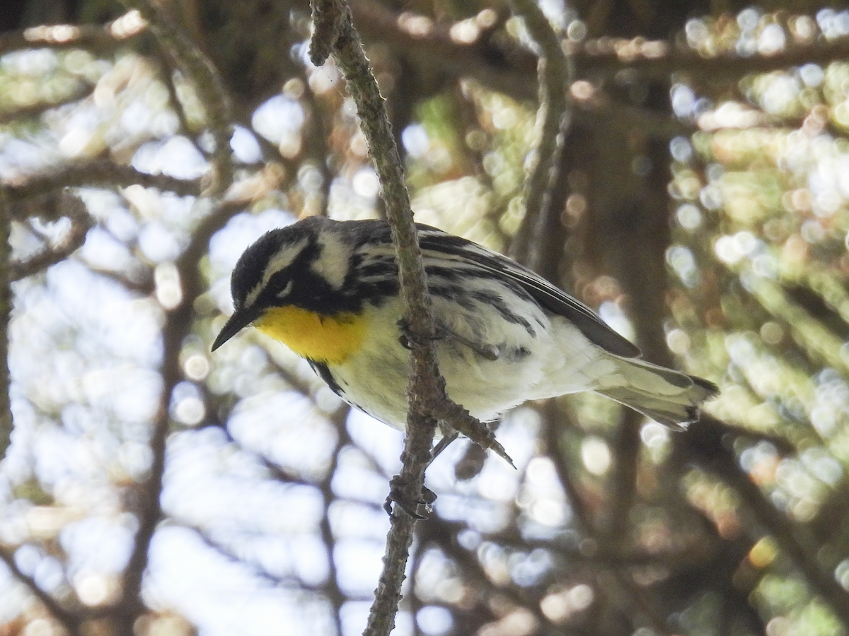 Yellow-throated Warbler - Jeanette Stone