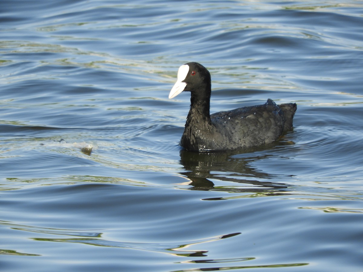 Eurasian Coot - Yutaka Ishizu