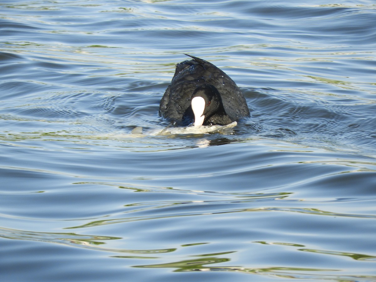 Eurasian Coot - Yutaka Ishizu