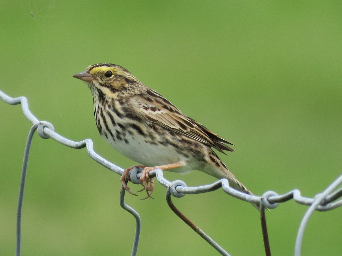 Savannah Sparrow - Christine W.