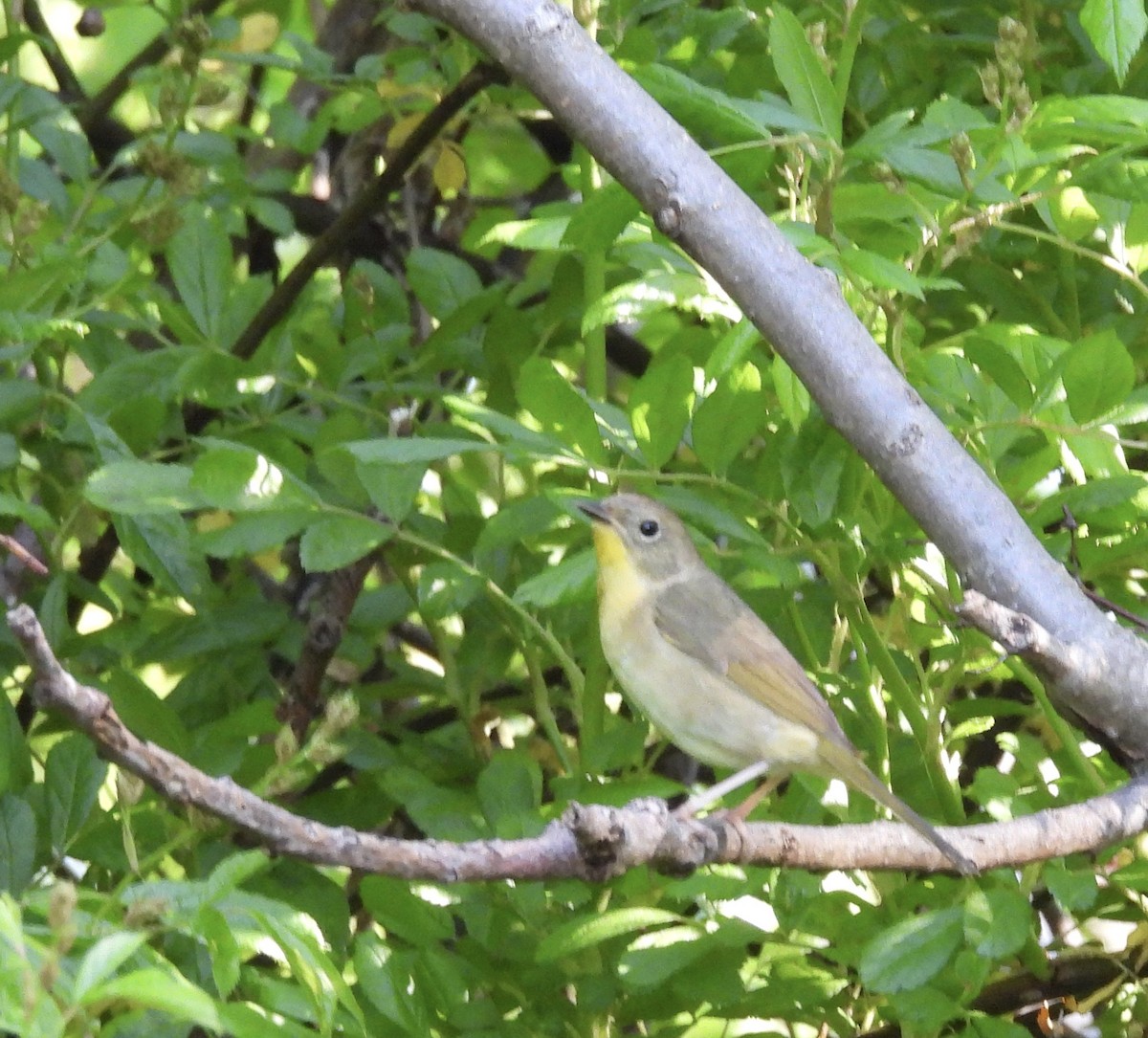 Common Yellowthroat - ML619510941