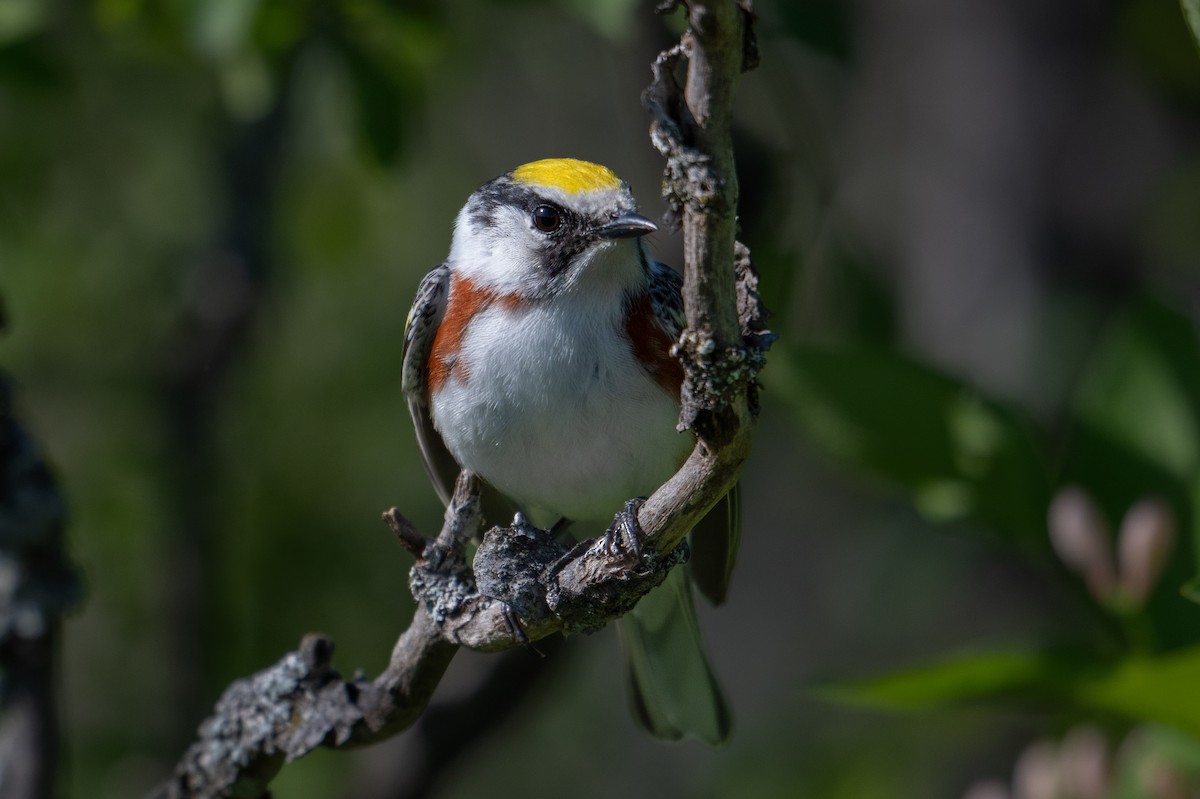 Chestnut-sided Warbler - Rob  Henderson