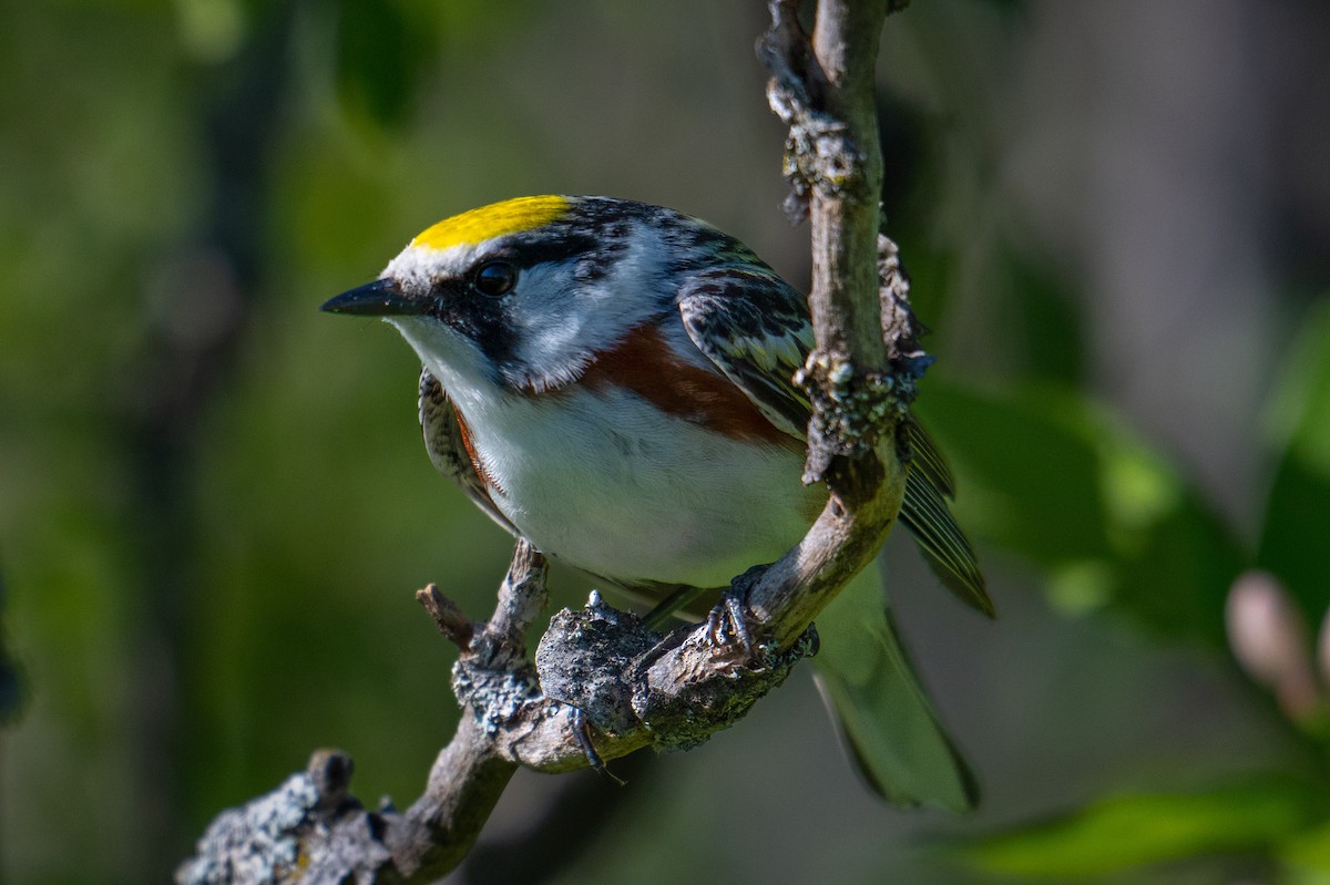 Chestnut-sided Warbler - Rob  Henderson