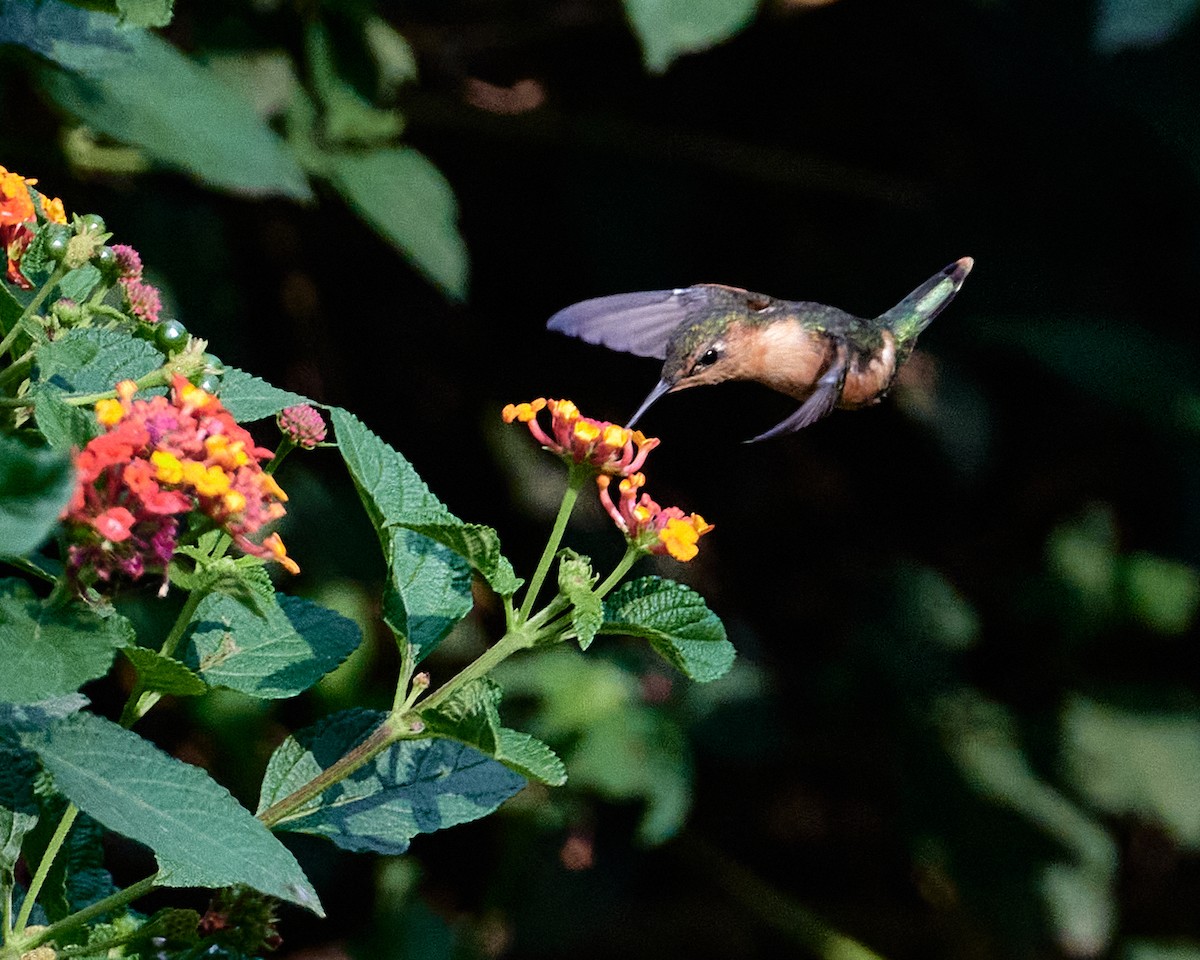 Sparkling-tailed Hummingbird - ML619510951