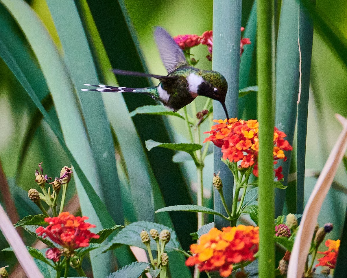 Sparkling-tailed Hummingbird - ML619510952