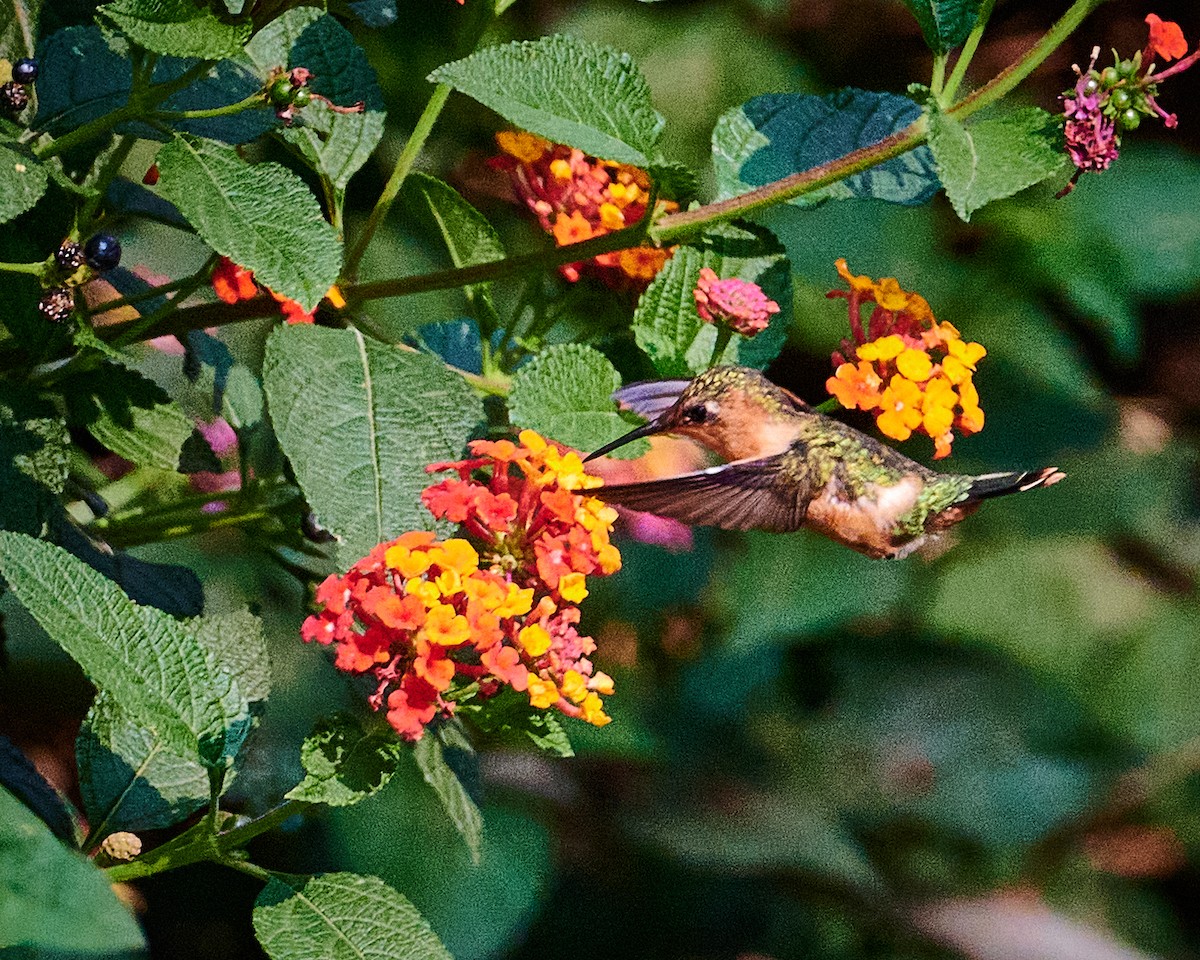 Sparkling-tailed Hummingbird - ML619510953