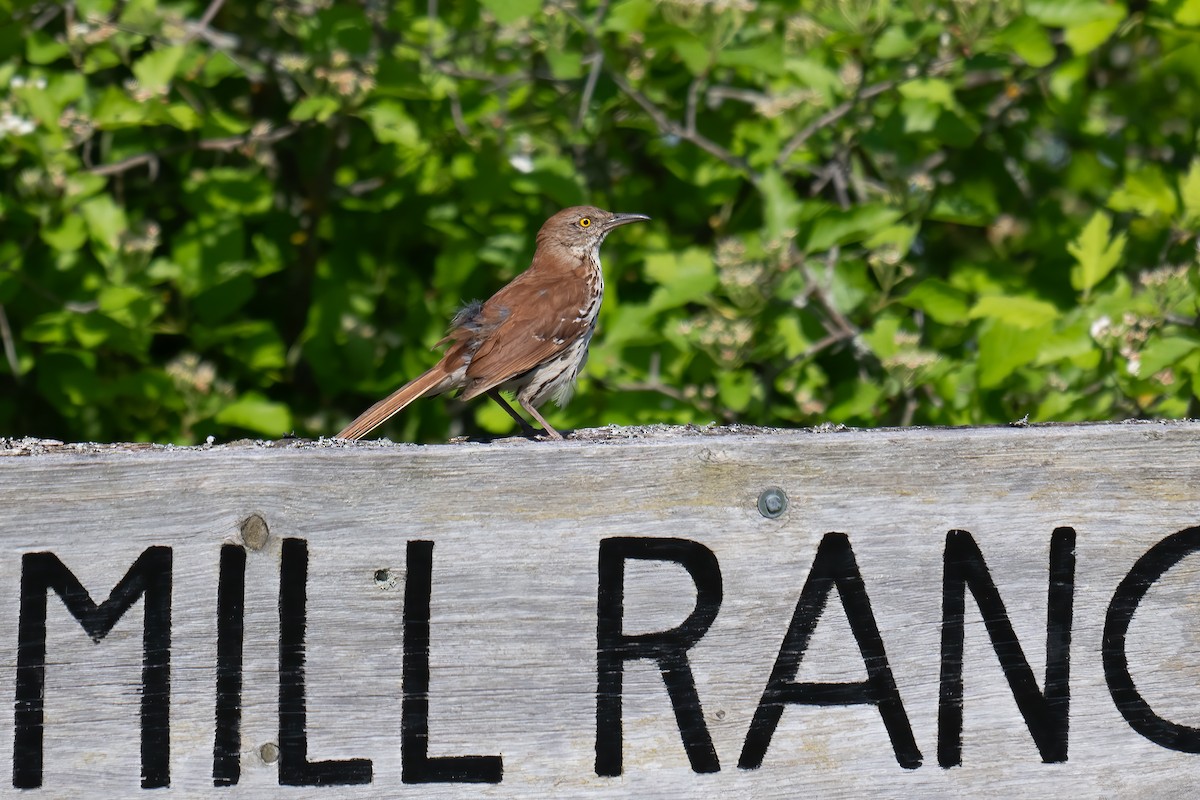 Brown Thrasher - Rob  Henderson