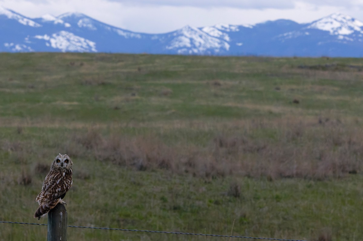 Short-eared Owl (Northern) - Braydon Luikart