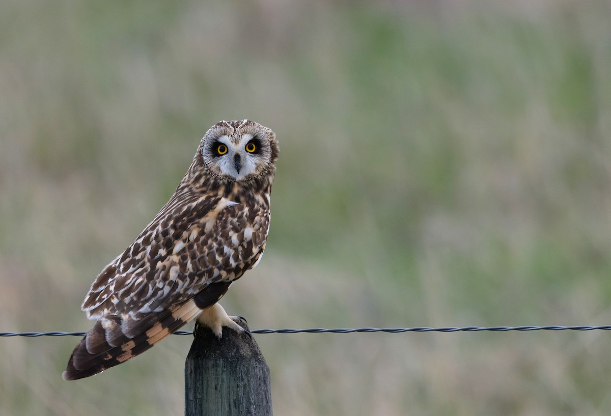 Short-eared Owl (Northern) - Braydon Luikart