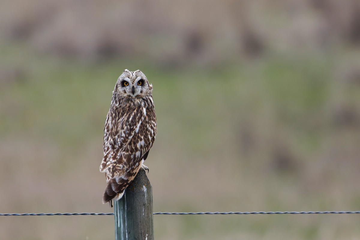 Short-eared Owl (Northern) - Braydon Luikart