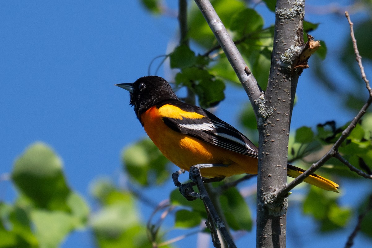 Baltimore Oriole - Rob  Henderson