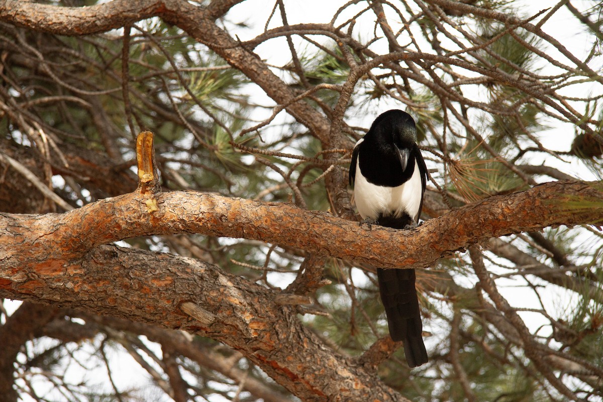 Black-billed Magpie - Andres Leon-Reyes