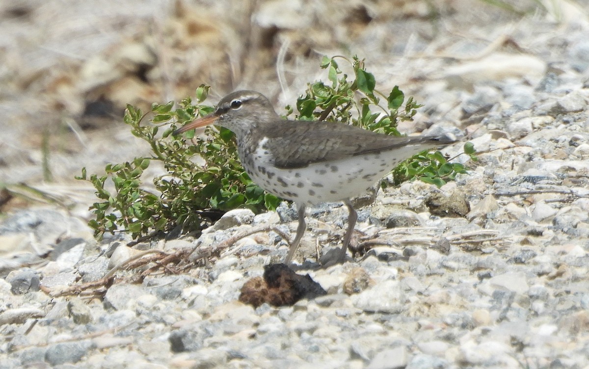 Spotted Sandpiper - ML619510967