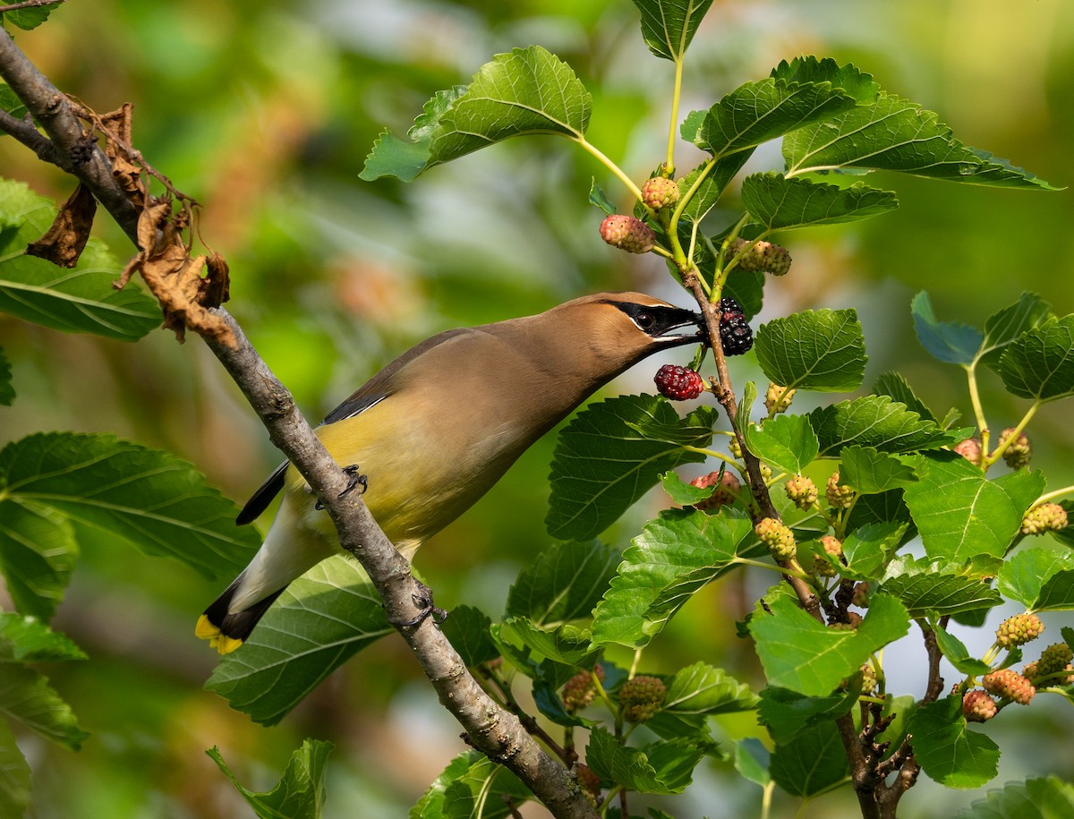 Cedar Waxwing - Scott Murphy