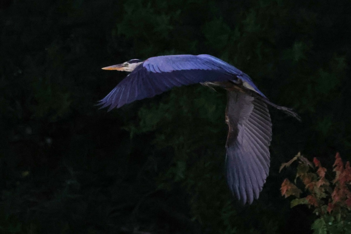 Great Blue Heron - David Wilson