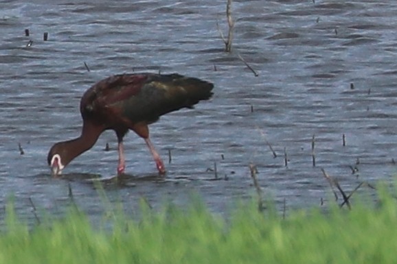 ibis americký - ML619510970