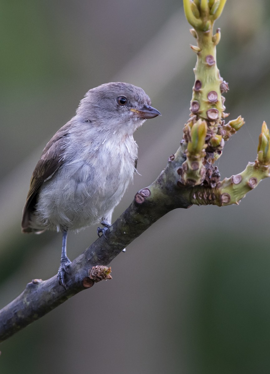 Thick-billed Flowerpecker - Fareed Mohmed