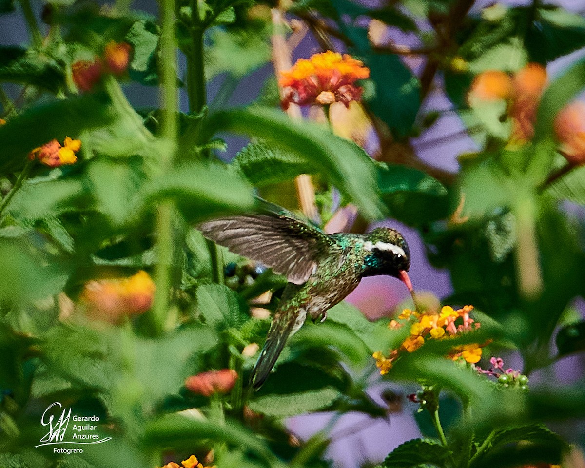 White-eared Hummingbird - Gerardo Aguilar Anzures