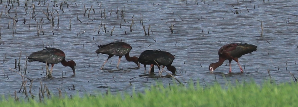 Glossy Ibis - ML619510978