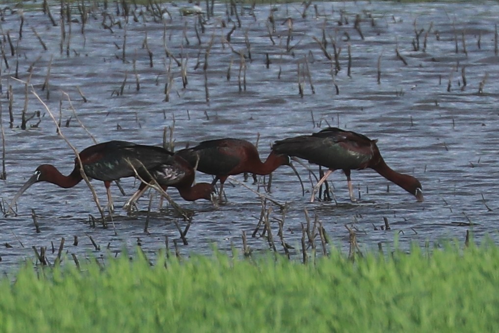 ibis hnědý - ML619510979