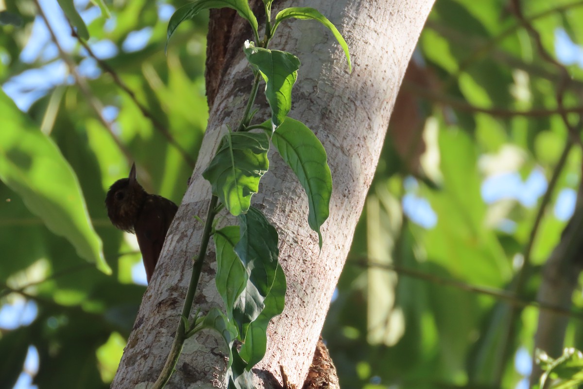 Wedge-billed Woodcreeper - ML619510983