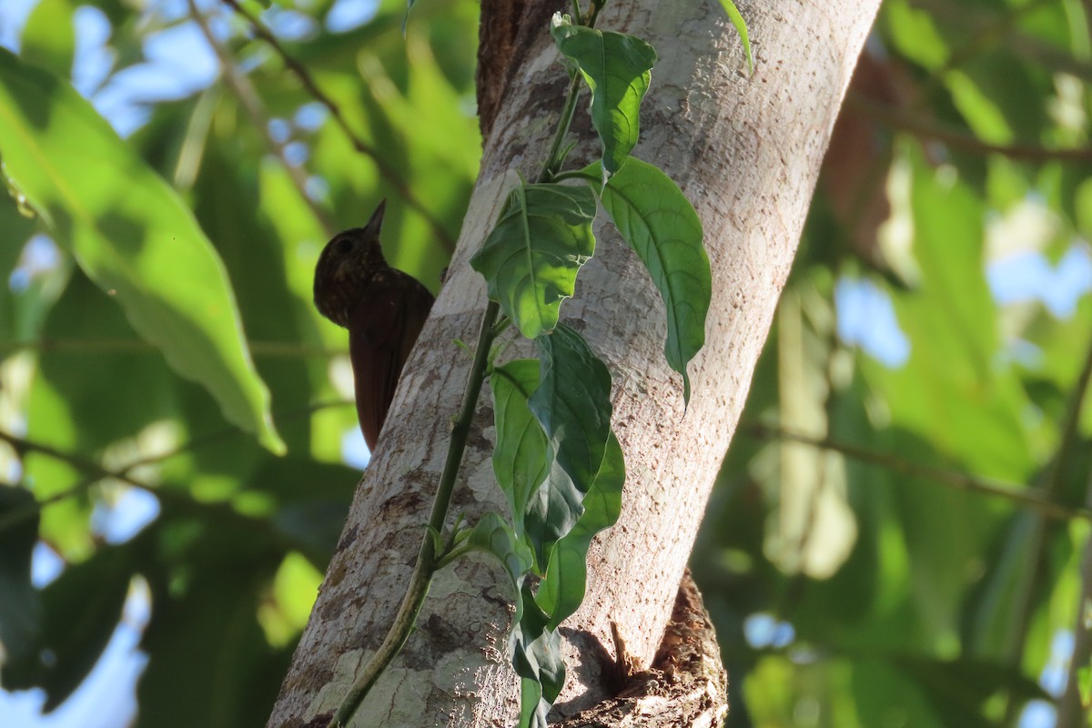 Wedge-billed Woodcreeper - ML619510990