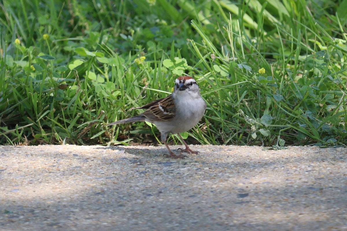 Chipping Sparrow - Pete Shen