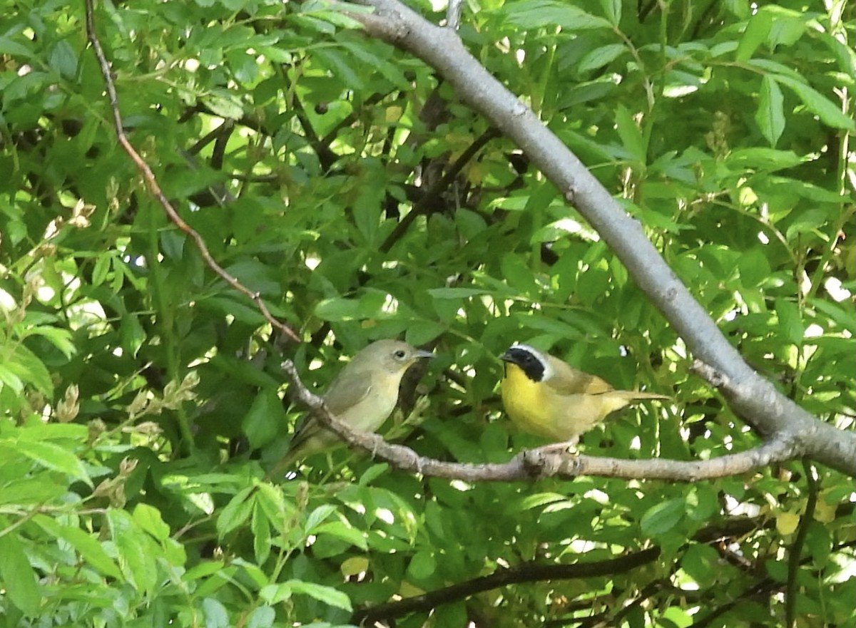 Common Yellowthroat - Sally Avery