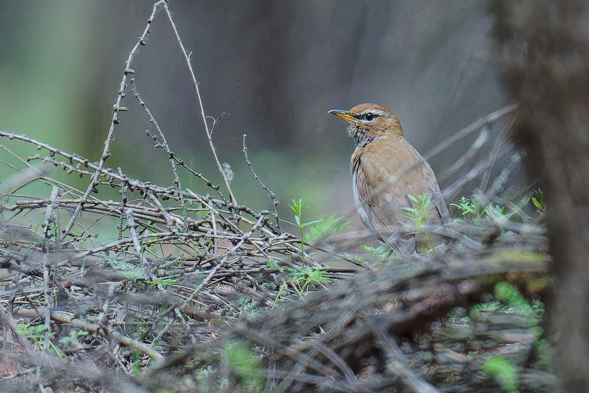 Gray-sided Thrush - Vincent Wang