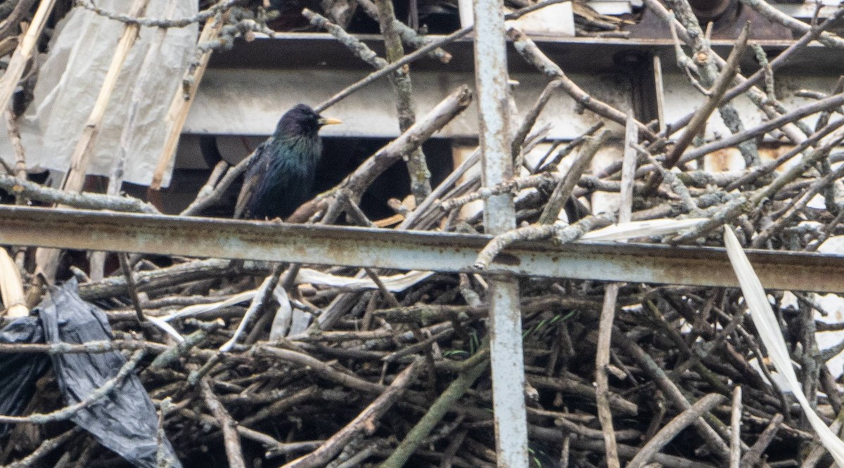 European Starling - Matt M.