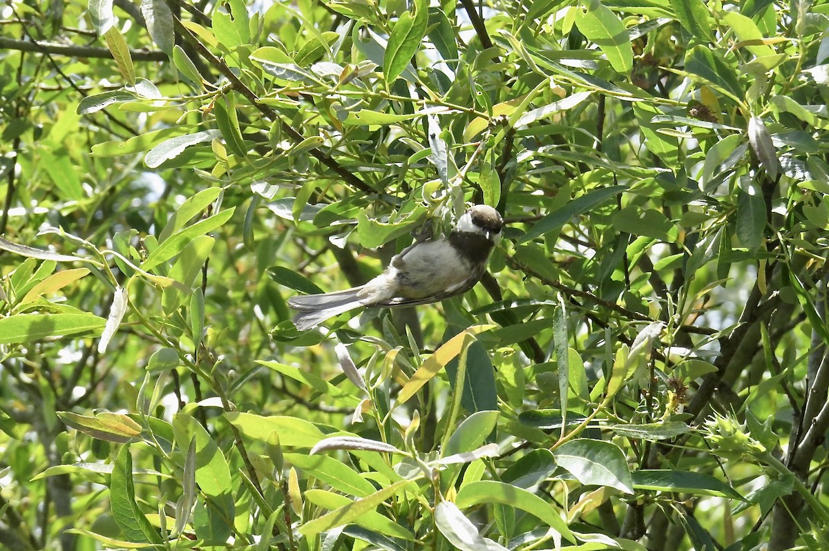 Chestnut-backed Chickadee - Steve Mesick