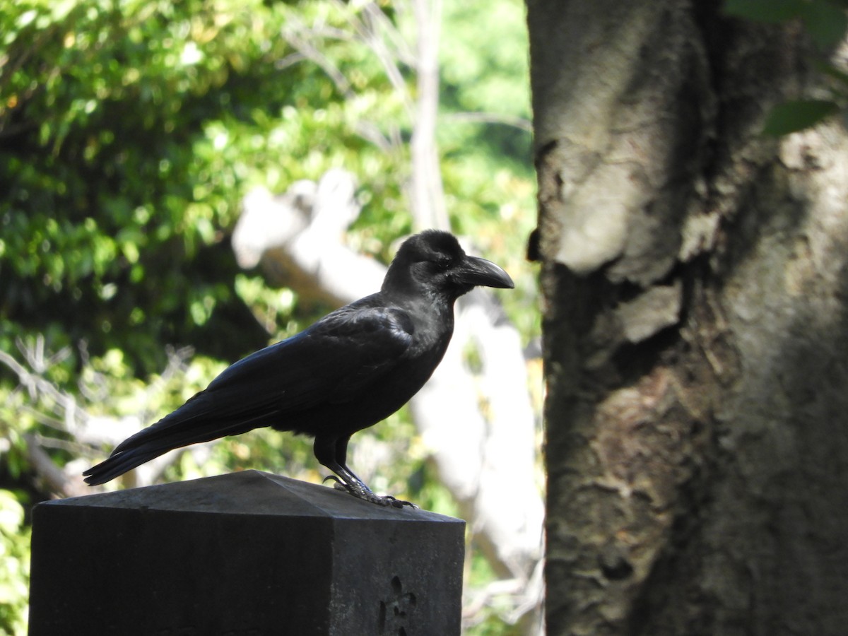 Large-billed Crow - Yutaka Ishizu