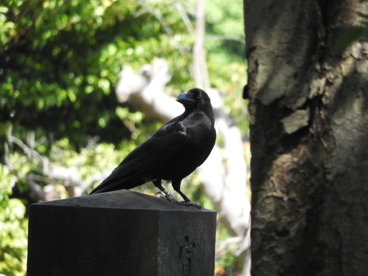 Large-billed Crow - Yutaka Ishizu