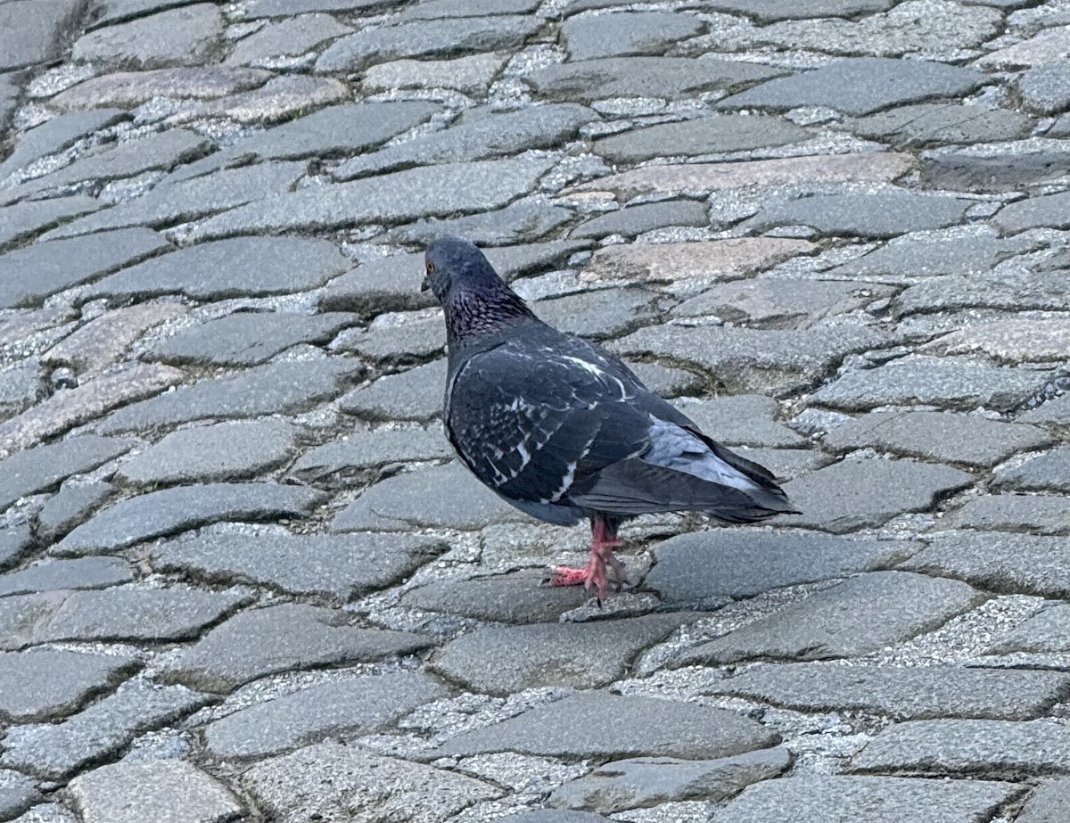Rock Pigeon (Feral Pigeon) - Lydia Friedland