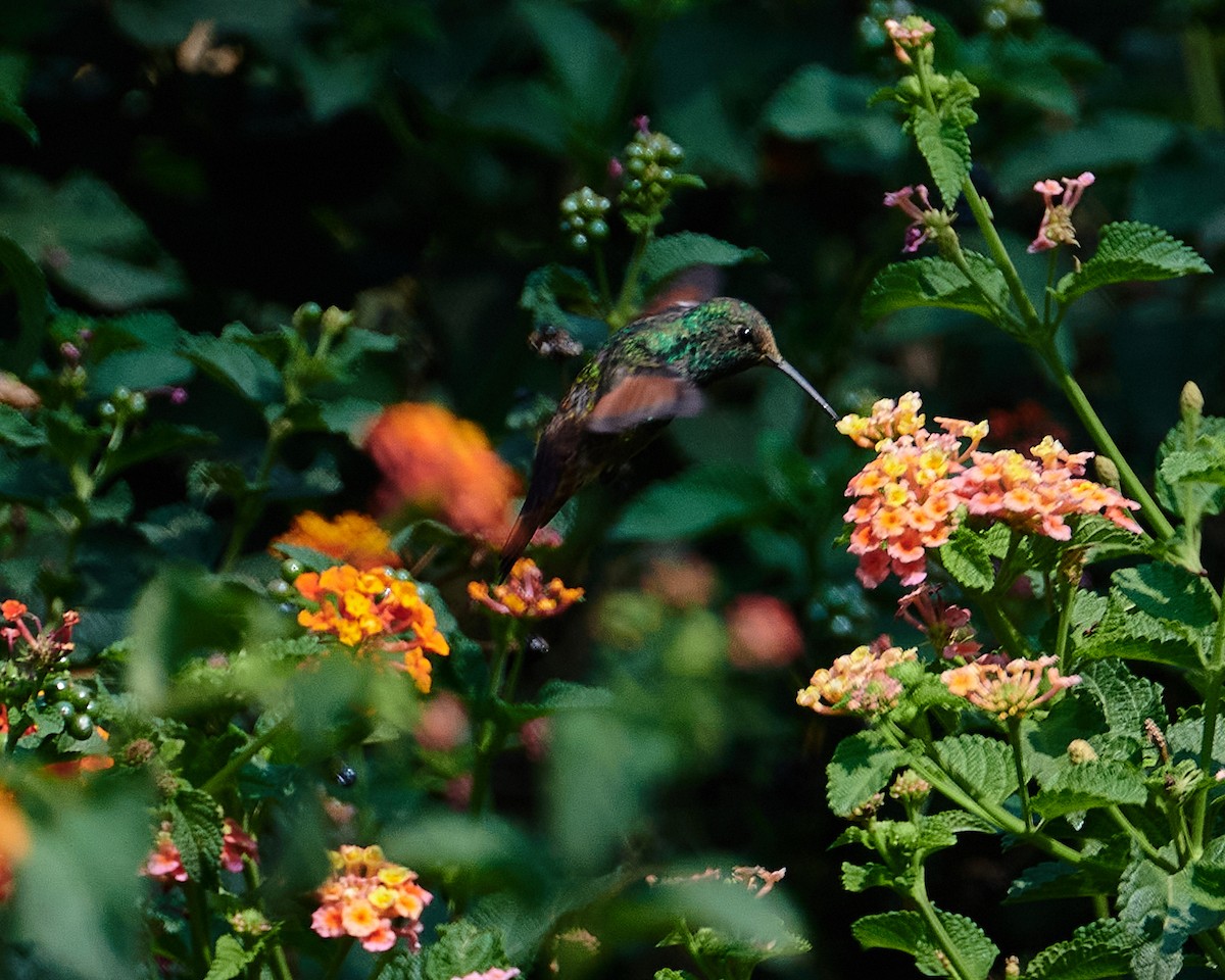 Berylline Hummingbird - Gerardo Aguilar Anzures