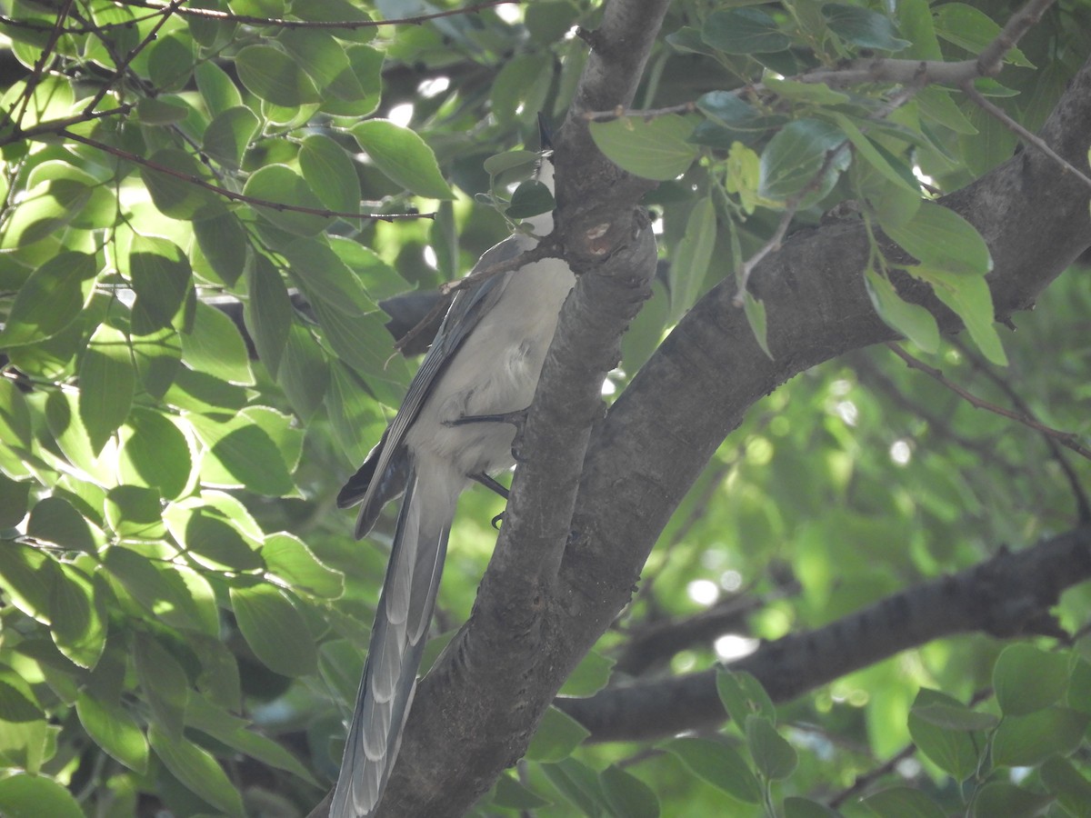 Azure-winged Magpie - Yutaka Ishizu