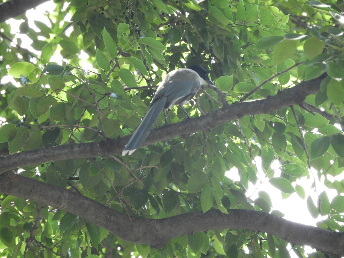 Azure-winged Magpie - Yutaka Ishizu