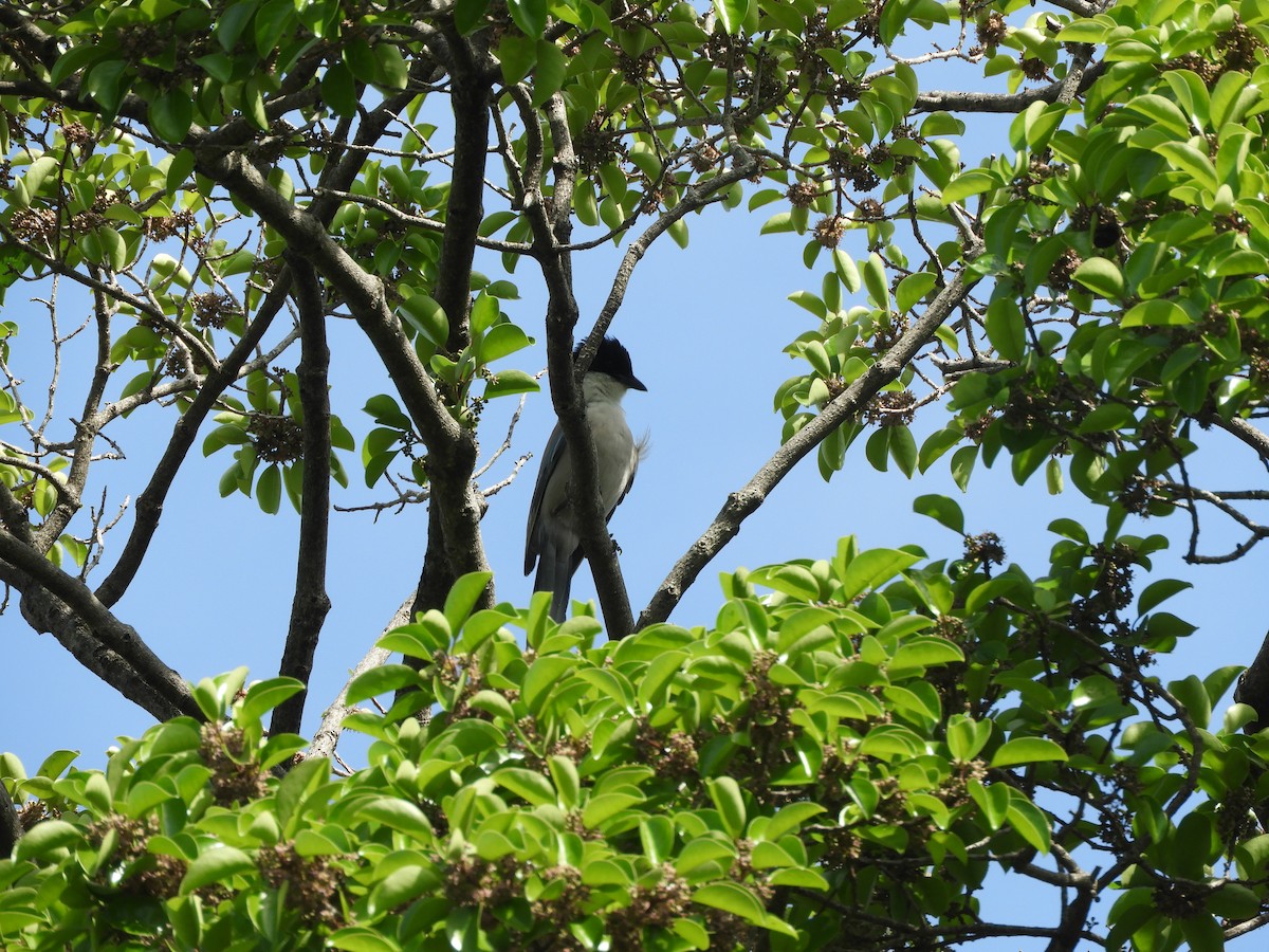 Azure-winged Magpie - Yutaka Ishizu