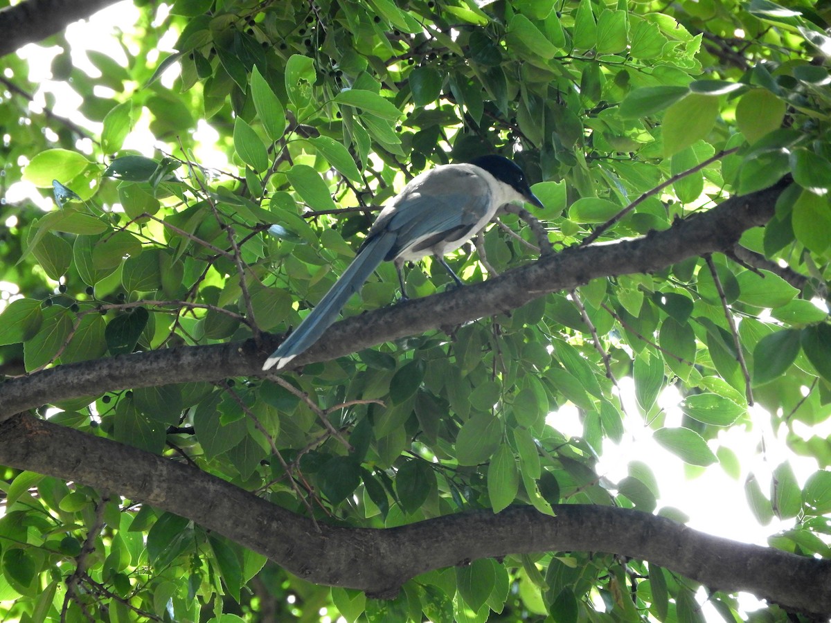 Azure-winged Magpie - Yutaka Ishizu