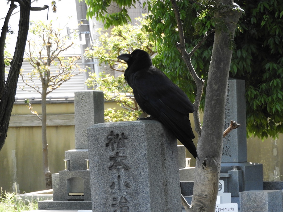 Large-billed Crow - Yutaka Ishizu